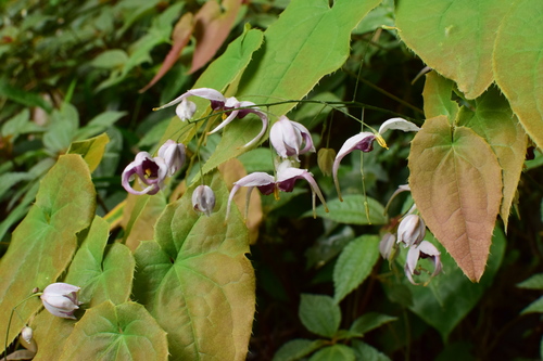 Epimedium acuminatum (Pointed-leaved Barrenwort)