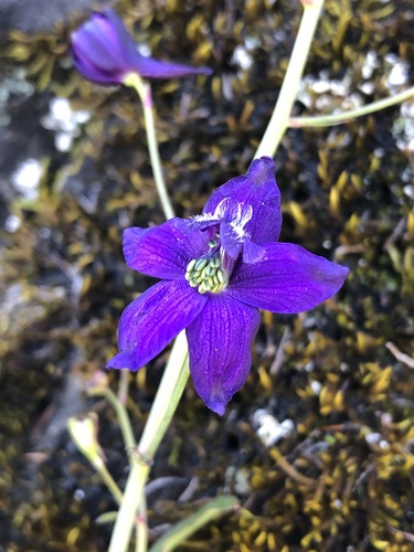Delphinium patens (Zigzag Larkspur) (alternate view 10)