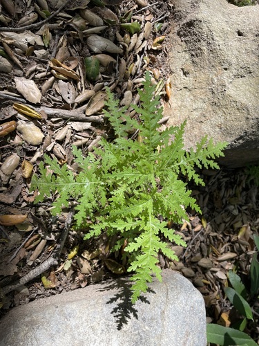 Eucrypta chrysanthemifolia (common eucrypta) (alternate view 2)
