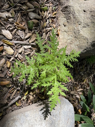 Eucrypta chrysanthemifolia (common eucrypta) (alternate view 3)