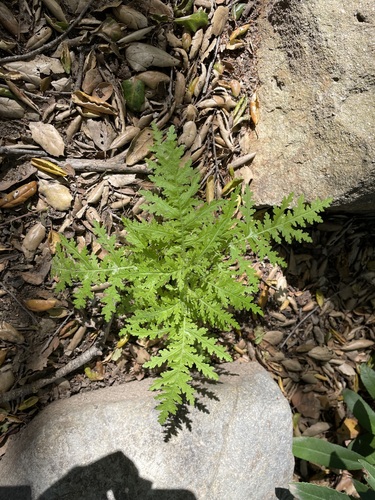 Eucrypta chrysanthemifolia (common eucrypta) (alternate view 4)