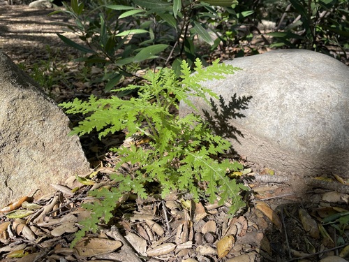 Eucrypta chrysanthemifolia (common eucrypta) (alternate view 5)