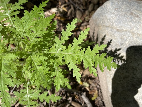 Eucrypta chrysanthemifolia (common eucrypta) (alternate view 6)
