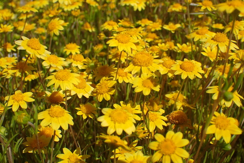Lasthenia gracilis (common goldfields) (alternate view 9)