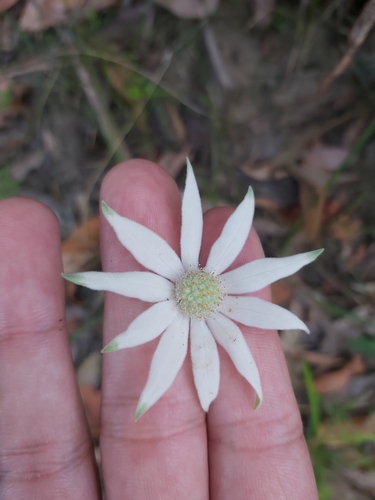Actinotus helianthi (Flannel Flower) (alternate view 7)
