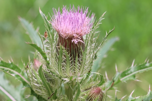 Cirsium horridulum (bristle thistle)
