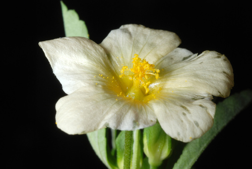 Sida rhombifolia (Cuban jute)