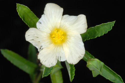 Sida rhombifolia (Cuban jute) (alternate view 2)