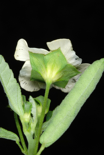 Sida rhombifolia (Cuban jute) (alternate view 3)