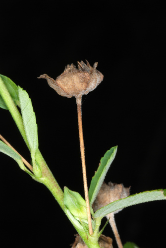 Sida rhombifolia (Cuban jute) (alternate view 4)