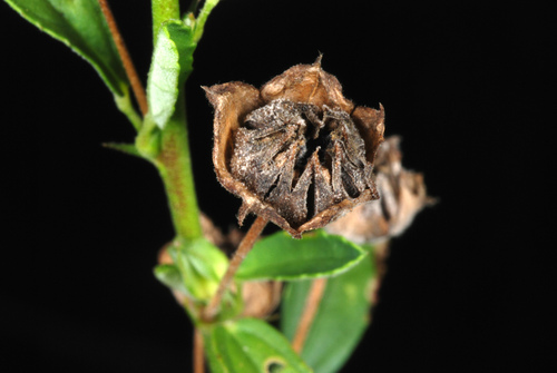 Sida rhombifolia (Cuban jute) (alternate view 5)