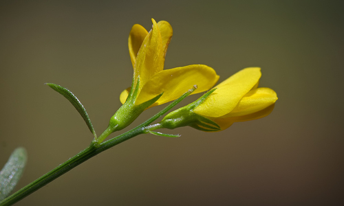 Genista lydia (Lydia broom) (alternate view 3)