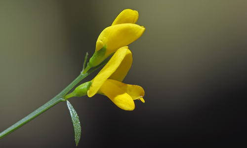 Genista lydia (Lydia broom) (alternate view 4)