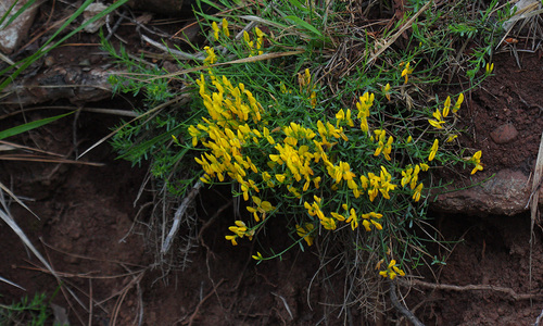 Genista lydia (Lydia broom) (alternate view 5)