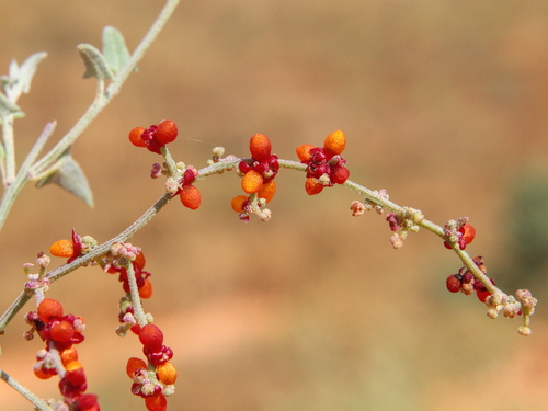 Chenopodium nutans (Climbing saltbush) (alternate view 8)