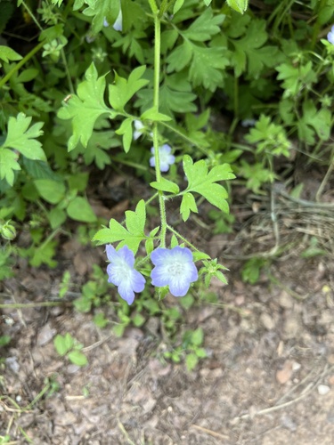 Nemophila phacelioides (Texas baby blue eyes) (alternate view 2)