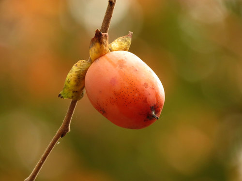 Diospyros virginiana (American Persimmon)