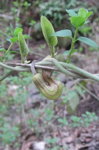 Aristolochia californica (California Dutchman's Pipe) (alternate view 6)