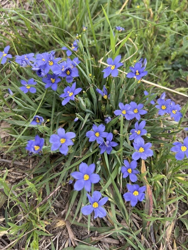 Sisyrinchium pruinosum (Roadside Blue-eyed Grass) (alternate view 5)