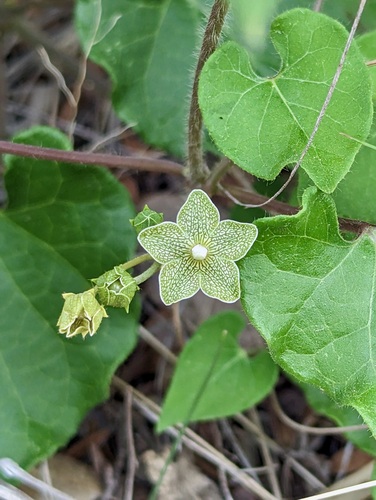 Matelea reticulata (Pearl Milkweed)