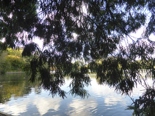 Acacia maidenii (Maiden's Wattle) (alternate view 2)