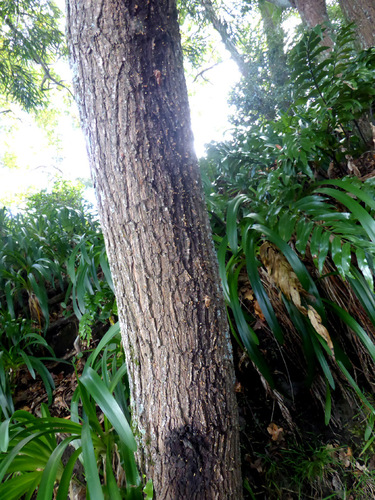 Acacia maidenii (Maiden's Wattle) (alternate view 3)