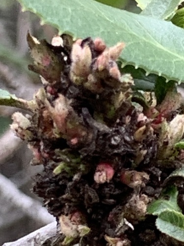 Heteromeles arbutifolia (Toyon)