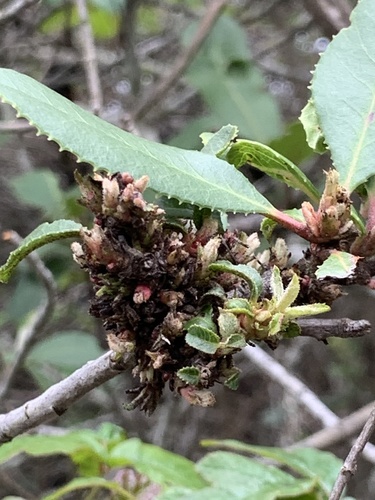 Heteromeles arbutifolia (Toyon)