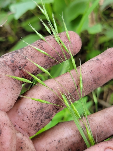 Bromus japonicus (Japanese brome) (alternate view 10)