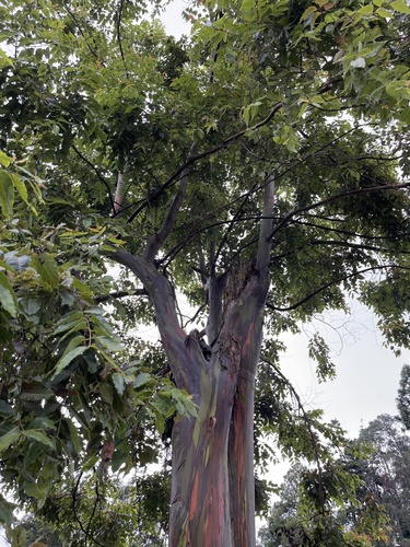 Eucalyptus deglupta (Rainbow Eucalyptus Tree) (alternate view 8)