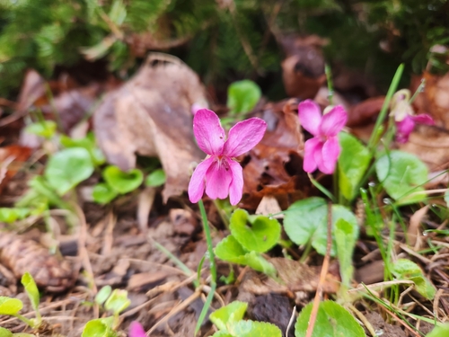 Viola odorata (Sweet violet)