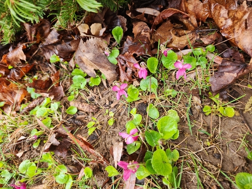 Viola odorata (Sweet violet)