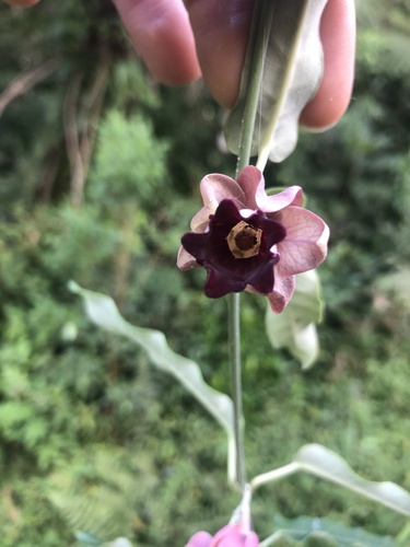 Araujia sericifera (Moth Vine)