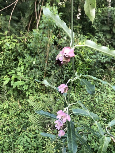 Araujia sericifera (Moth Vine) (alternate view 3)