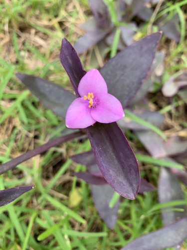 Tradescantia pallida (Purple Heart)