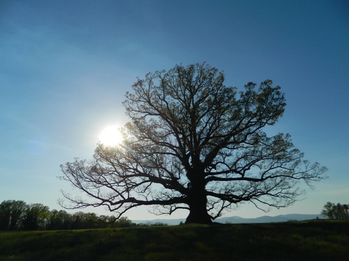 Quercus alba (White Oak)