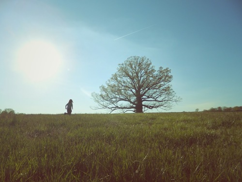 Quercus alba (White Oak)