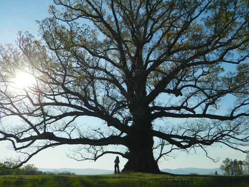 Quercus alba (White Oak)