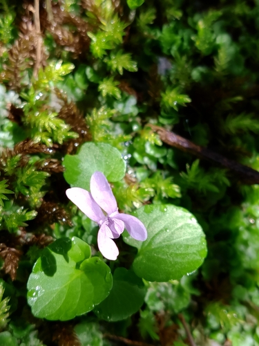 Viola palustris (Marsh Violet) (alternate view 10)