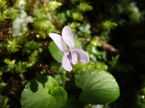 Viola palustris (Marsh Violet) (alternate view 9)