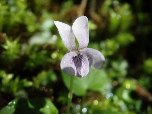 Viola palustris (Marsh Violet) (alternate view 7)