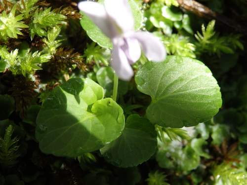 Viola palustris (Marsh Violet) (alternate view 8)