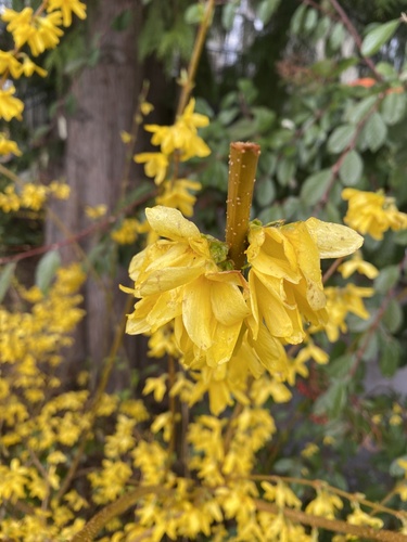 Forsythia x intermedia (hybrid forsythia)