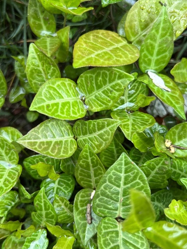 Trachelospermum asiaticum (Asiatic Jasmine)
