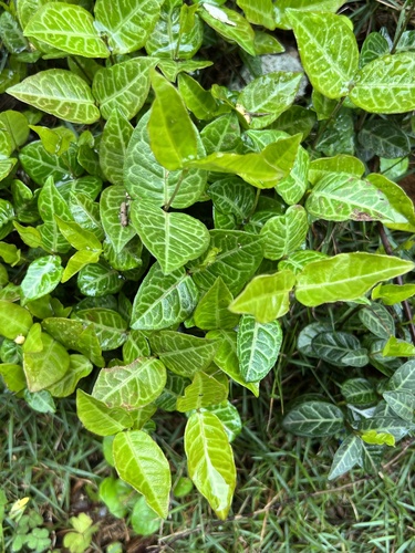Trachelospermum asiaticum (Asiatic Jasmine)