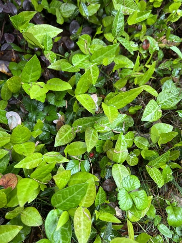 Trachelospermum asiaticum (Asiatic Jasmine)