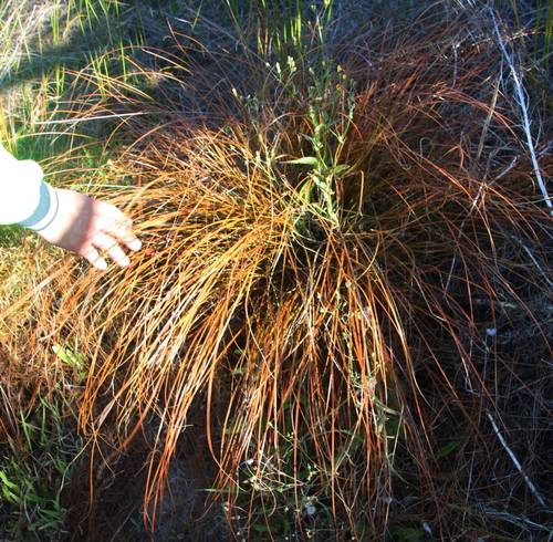Carex testacea (orange New Zealand sedge) (alternate view 2)