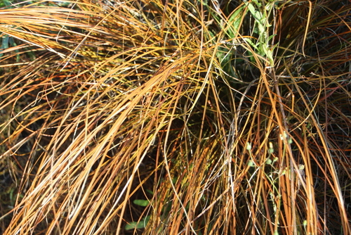 Carex testacea (orange New Zealand sedge)