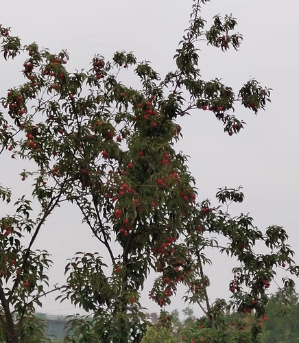 Cornus capitata (Mountain Moon Dogwood Tree) (alternate view 6)
