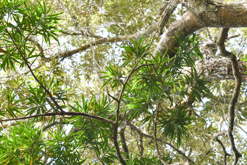 Podocarpus macrophyllus (Buddhist pine) (alternate view 5)